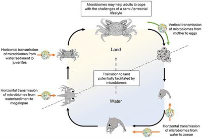 The Importance of Larval Stages for Considering Crab Microbiomes as a Paradigm for the Evolution of Terrestrialization